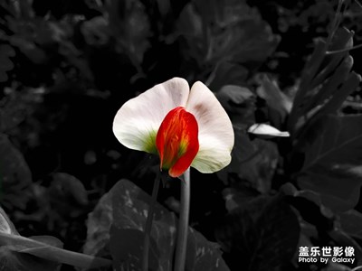 红色豌豆花