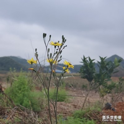 踏春