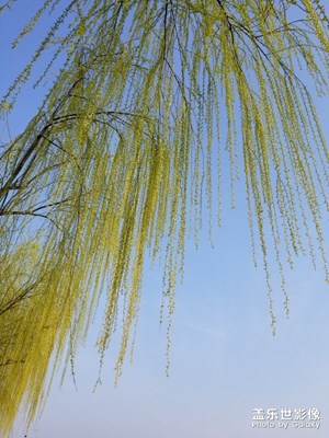高高的柳树，长满了翠绿的新叶，看上去好象用碧玉装饰的一样