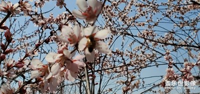 来，到我家来感受春