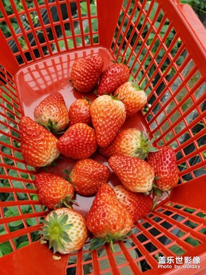 【上下班的路上】+摘草莓