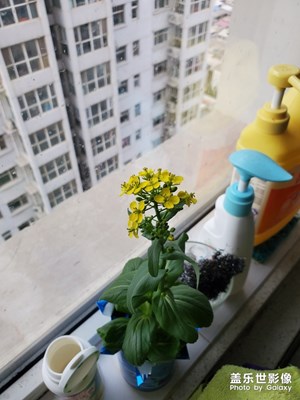 疫情过去，油菜花开，春天也悄悄来到！