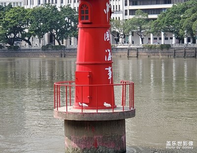 一只白鹭抢鱼未果