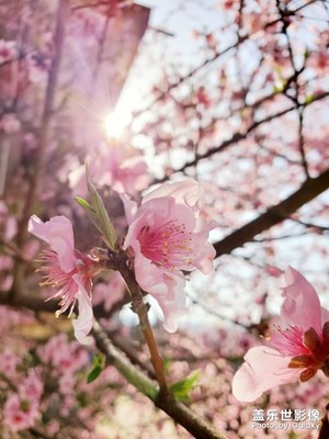 桃花盛开的三月（Galaxy Note10+）