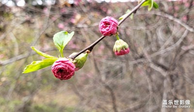 各种花!