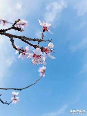 三月桃花