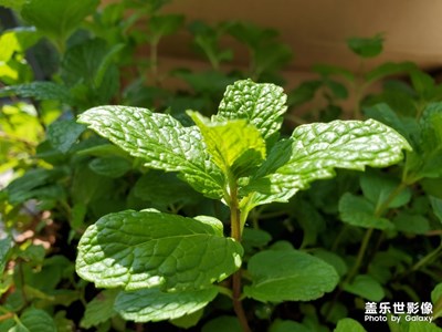 阳台绿意浓