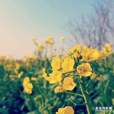 没有一个春天不会到来