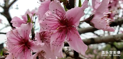 桃花开