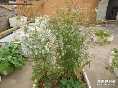 三星A70拍摄