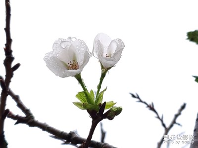 雾里看花