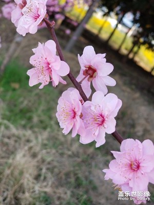 阳春三月，春暖花开，花花世界，目不暇接。