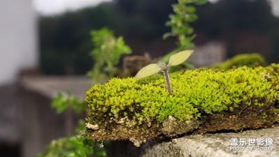 夹缝中的青苔