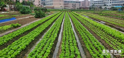 忙里偷“菜”