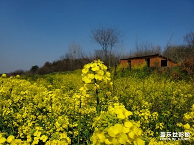 花开的季节