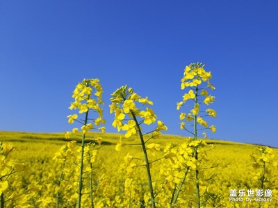 【赏春】+油菜花