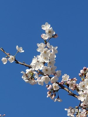 天空和樱花