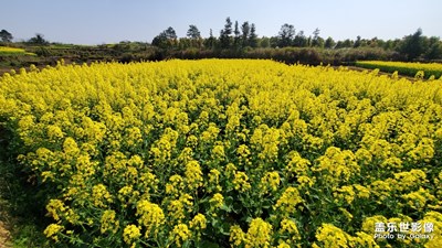 【赏春】+油菜花