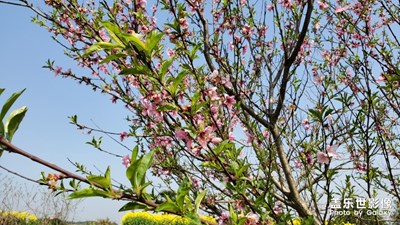 【赏春】+阳春三月百花开