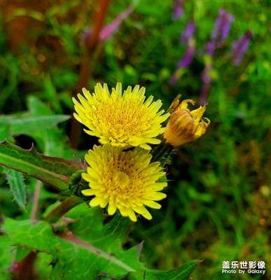 苔花如米小，也学牡丹开