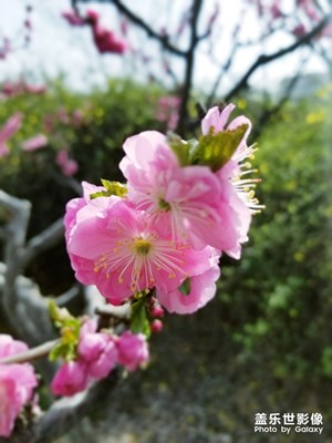 【赏春】+早春