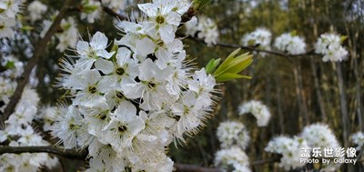 春暖花开