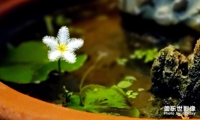 一叶莲