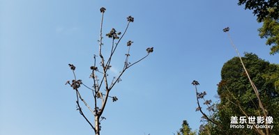 香椿树发芽了