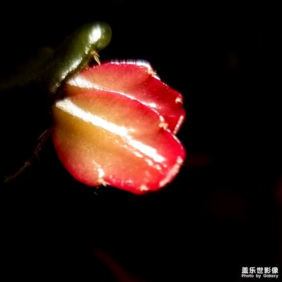 随便拍的，阳台上种的，还没有盛花