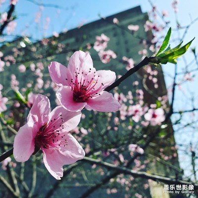 春桃