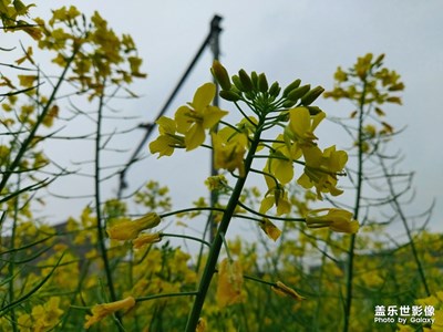 农历二月二十九、阴、有雨！