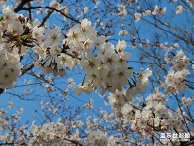 【暖春见花开】GalaxyS20摄影分享