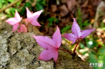 【赏春】寻花探春