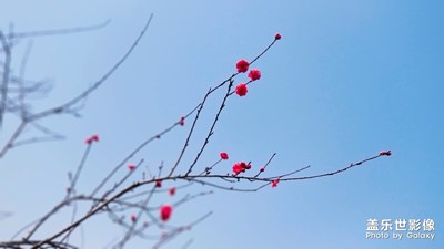 春意盎然