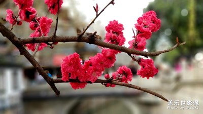 【春花烂漫】+花开的季节