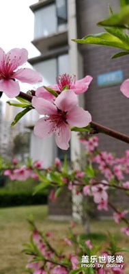 【春花烂漫】+桃花和撒撒花