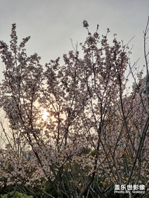 真的春暖花开了吗？