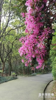 【春花浪漫】+暖来了