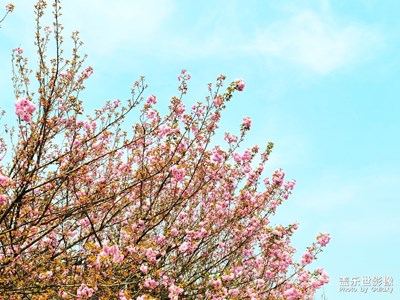 春花烂漫+春花