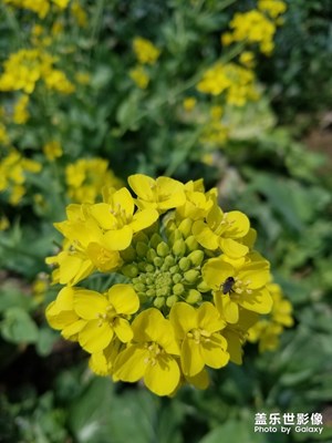 【春花烂漫】+油菜花