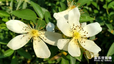 路边的野花不要采