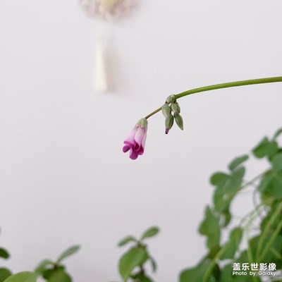 【春花烂漫】＋一年之计在于春