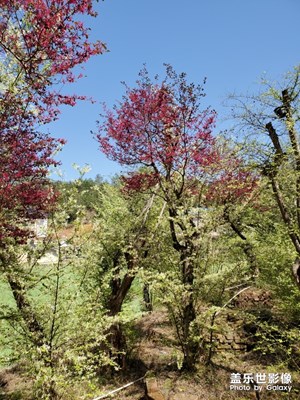 【春花烂漫】+春桃