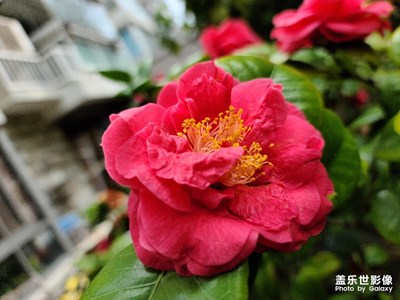 满园春色