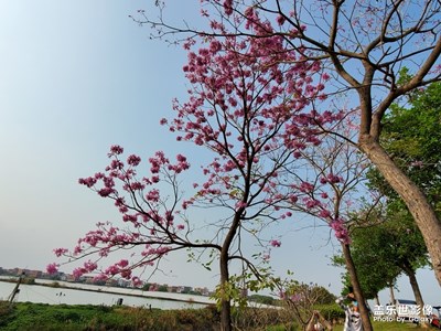 海鸥岛走一走