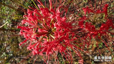 春花烂慢，岁月静好!