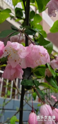 【春花烂漫】+春桃