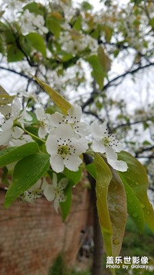 【春花烂漫】+一树梨花