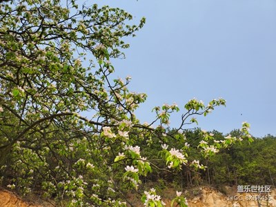 繁花似锦，风景如画