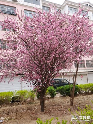 【春花烂漫】+春桃争艳